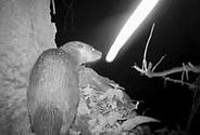 Loutre sur la Basse Vallée de l'Orne, mai 2014