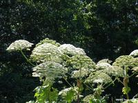 Berce du Caucase (Heracleum mantegazzianum)