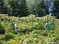 la Berce du Caucase (Heracleum mantegazzianum) est une plante très photo-sensibilisante, les ouvriers doivent porter  une tenue de protection intégrale.