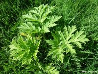 Berce du Caucase (Heracleum mantegazzianum)