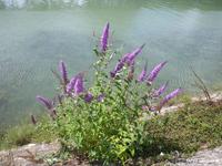 Buddleia de david (Buddleja_davidii) en berge