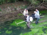 Pêche électrique annuelle de suivi de l'indice Anguille (ANG). La pêche ne concerne que les faciès d'écoulement de type radiers. Cet indice est mis en œuvre annuellement à l'échelle régionale par la Fédération Départementale de Pêche et de Protection des Milieux Aquatiques du Calvados. Cette station est sur le bassin de la Dives (14).