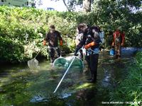 Pêche électrique annuelle de suivi de l'indice Saumon Atlantique (SAT). La pêche ne concerne que les faciès d'écoulement de type radiers. Cet indice est mis en œuvre annuellement à l'échelle régionale par la Fédération Départementale de Pêche et de Protection des Milieux Aquatiques de la Manche. Cette station est sur le bassin de la Sée (50).