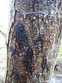 Suintements sur un tronc d’Aulne glutineux infecté par Phytophthora alni. Vaux-sur-Seulles