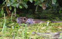 Couple de ragondin (Myocastor coypus)