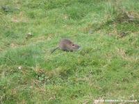 Jeune ragondin resté seul dans la prairie. La mère ne prend pas sa défense mais protège les plus faibles au terrier.  Lieu : Ruisseau de Longuève