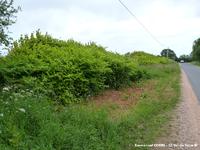 Massif de Fallopia japonica en bord de route. Les massifs de cette plante exotique invasive s’étendent rapidement au bord des routes grâce au mode d’entretien de ces dernières. En effet, la Renouée du Japon se reproduit en Europe uniquement par voie végétative. Le girobroyage des massifs conduit inévitablement à disséminer des fragments végétaux le long de l'accotement. Lieu : D216 à Morsalines