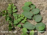 Comparaison de deux branches de Renouées, Fallopia japonica d’une part et Fallopia sachalinensis d’autre part.