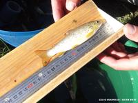 Truite fario (TRF) sur un comptage de pêche électrique annuelle de suivi de l'indice Saumon Atlantique (SAT) sur la Sée (50).